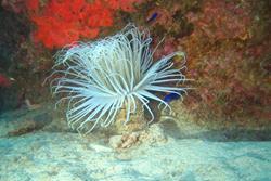 Fuerteventura - Canary Islands. Anemone. 